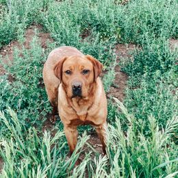 Mabel - Labrador Retriever
