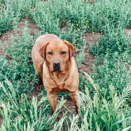 Mabel - Labrador Retriever