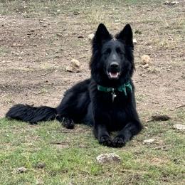 Lilith - German Shepherd