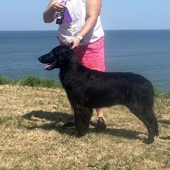 Border Collie and Flat-Coated Retriever All Grown Up from Dahlia Lane Border Collies and Exotic Flat Coated Retrievers