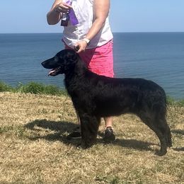 Border Collie and Flat-Coated Retriever All Grown Up from Dahlia Lane Border Collies and Exotic Flat Coated Retrievers