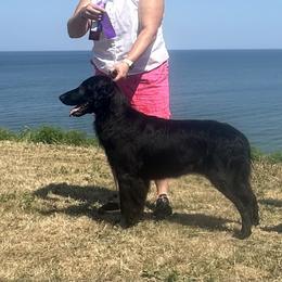 Border Collie and Flat-Coated Retriever All Grown Up from Dahlia Lane Border Collies and Exotic Flat Coated Retrievers