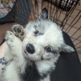 Australian Shepherd and Great Dane Puppies from AEW Farm