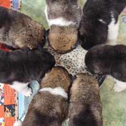 Akita Puppies from TLC Akitas