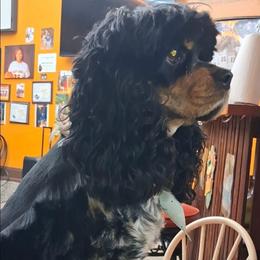 Rocky - Cocker Spaniel