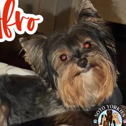 Afro - Yorkshire Terrier