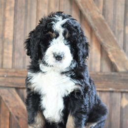Bernedoodle Puppies from Richardville Hunde