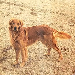 Cash - Golden Retriever