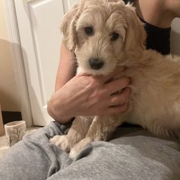 Goldendoodle Puppies from Simmons Goldendoodles