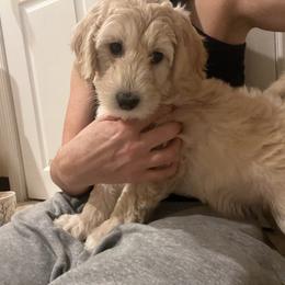Goldendoodle Puppies from Simmons Goldendoodles