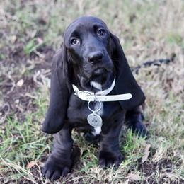 Basset Hound Puppies from Deez Bassets