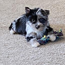 Sienna - Yorkshire Terrier
