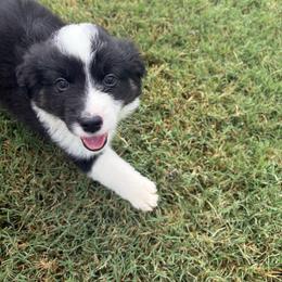 Delta - Black tri male Miniature Australian Shepherd puppy in Weatherford, Texas from F & T Aussies