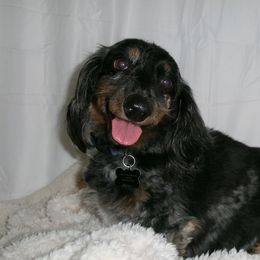 Dachshunds from Doxies of 661