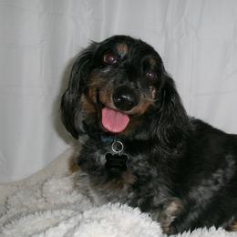 Dachshunds from Doxies of 661