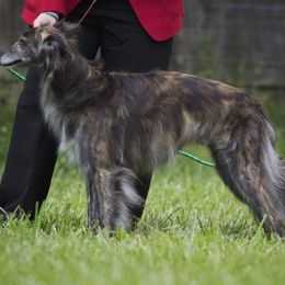 Borzoi and Silken Windhound All Grown Up from Avalon