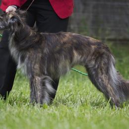 Borzoi and Silken Windhound All Grown Up from Avalon