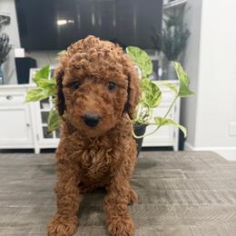 Red - Red  female Goldendoodle puppy in Bakersfield, California from Lavish Doodles