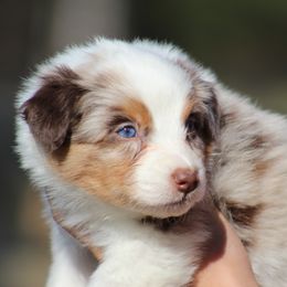 Suspicion - Red merle female Australian Shepherd puppy in Springville, Alabama from Cross Creek Aussies