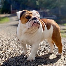 Lulu - Bulldog