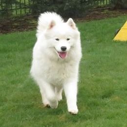 Samoyeds from StormCloud Samoyeds