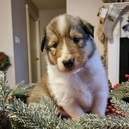 Coconut - Sable and white male Collie puppy in Tennessee from Voneida Collies & Corgis