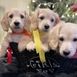 Dachshund puppies from Dackel Land Dachshunds