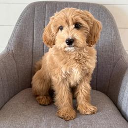 Clover - Apricot female Goldendoodle puppy in Clinton, Utah from Golden Law Kennels