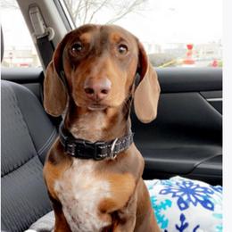 Coop - Dachshund