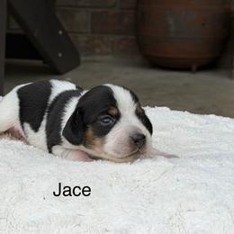 Jace - Black tan and bluetick male Beagle puppy in Mansfield, Missouri from Rippee Creek Kennel