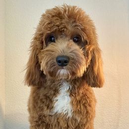 Journey  - Goldendoodle