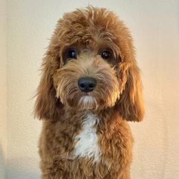 Journey  - Goldendoodle