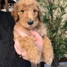 Ham - AKC Limited - Apricot male Poodle puppy in Haines City, Florida from Noelle Poodles