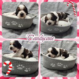 Candycane (Now Annie) - Liver white and tan female English Springer Spaniel puppy in Westover, Maryland from Sterling's springer Haven