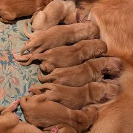 Girl 4 - Dark golden female Golden Retriever puppy in Rockaway Beach, Oregon from Beach Town Bullies/Sky High Golden Retrievers