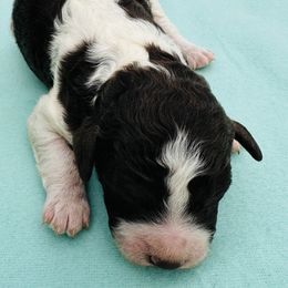 Tropicana - Brown roan Lagotto Romagnolo puppy in Guilford County, North Carolina from Explicit Kennel