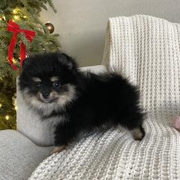 Lily - Black and tan female Pomeranian puppy in Citrus Heights, California from Yev and Marina's Pomeranians (AKC)