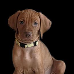 Mr. Lemon - Golden rust male Vizsla puppy in Turtle Lake, Wisconsin from Laurie's Vizslas