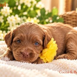 Caramel - Caramel female Australian Labradoodle puppy in Diamond Bar, California from Furrytaildoodles