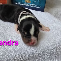 Cassandra - Black tri-color female Australian Shepherd puppy in Smithfield, Utah from Invictus Farms