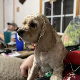 Daisy Mae - Cocker Spaniel