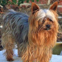 Yorkshire Terrier All Grown Up from Mustard Seed Meadows