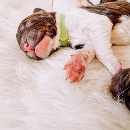 Poodle Puppies from LeBaron Standard Poodles