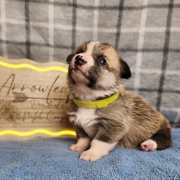 Relish DM CLEAR - Sable male Pembroke Welsh Corgi puppy in Idaho from Arrowleaf Corgis