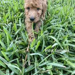 Goldendoodle Puppies from The Miller's Goldendoodles