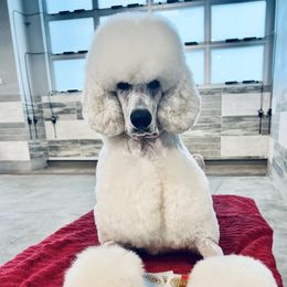 Kumo - Poodle