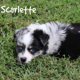 Scarlette - Blue merle female Miniature Australian Shepherd puppy in Garden Plain, Kansas from Krazy K Aussies