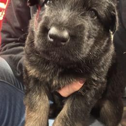 Boy 1 - male German Shepherd puppy in Laurens, New York from Vom Chivalry Haus German Shepherds