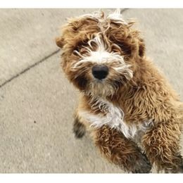 River Rose - Goldendoodle