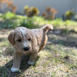 Winnie - Cream female Goldendoodle puppy in Jacksonville, Florida from Dandelion Doodles